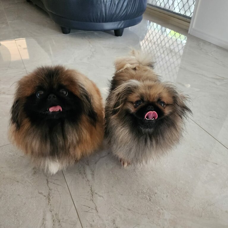 A Pair of Pekingese for sale 