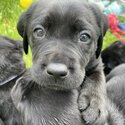 Labrador Puppies-3