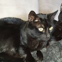 2x free black loving cats are available for adoption for a loving family-0