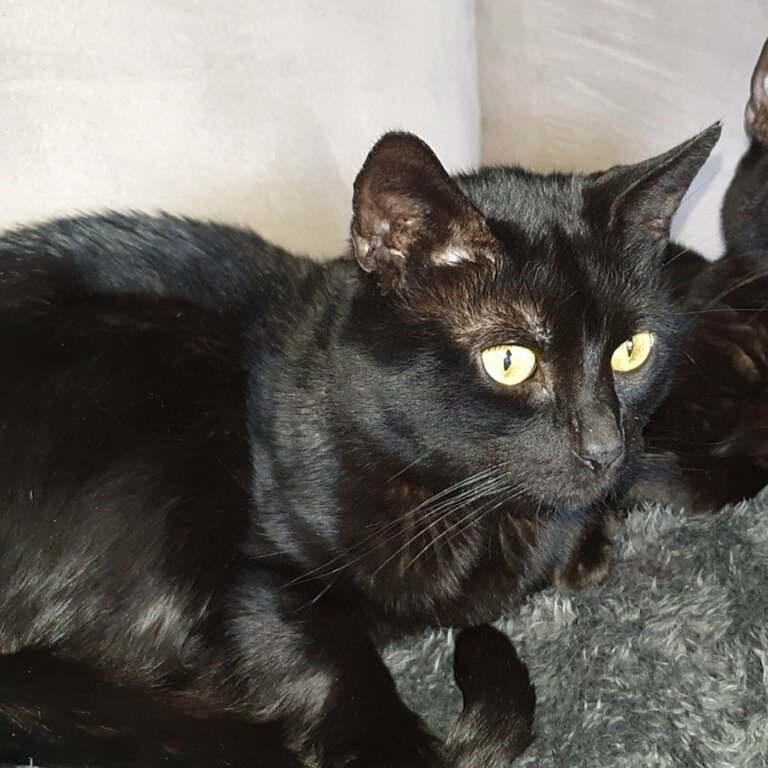 2x free black loving cats are available for adoption for a loving family