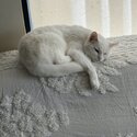 SNOW - small white cat-1