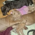 Neapolitan Mastiff Puppys-2