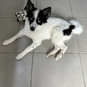 pomsky girl needing a new home-2