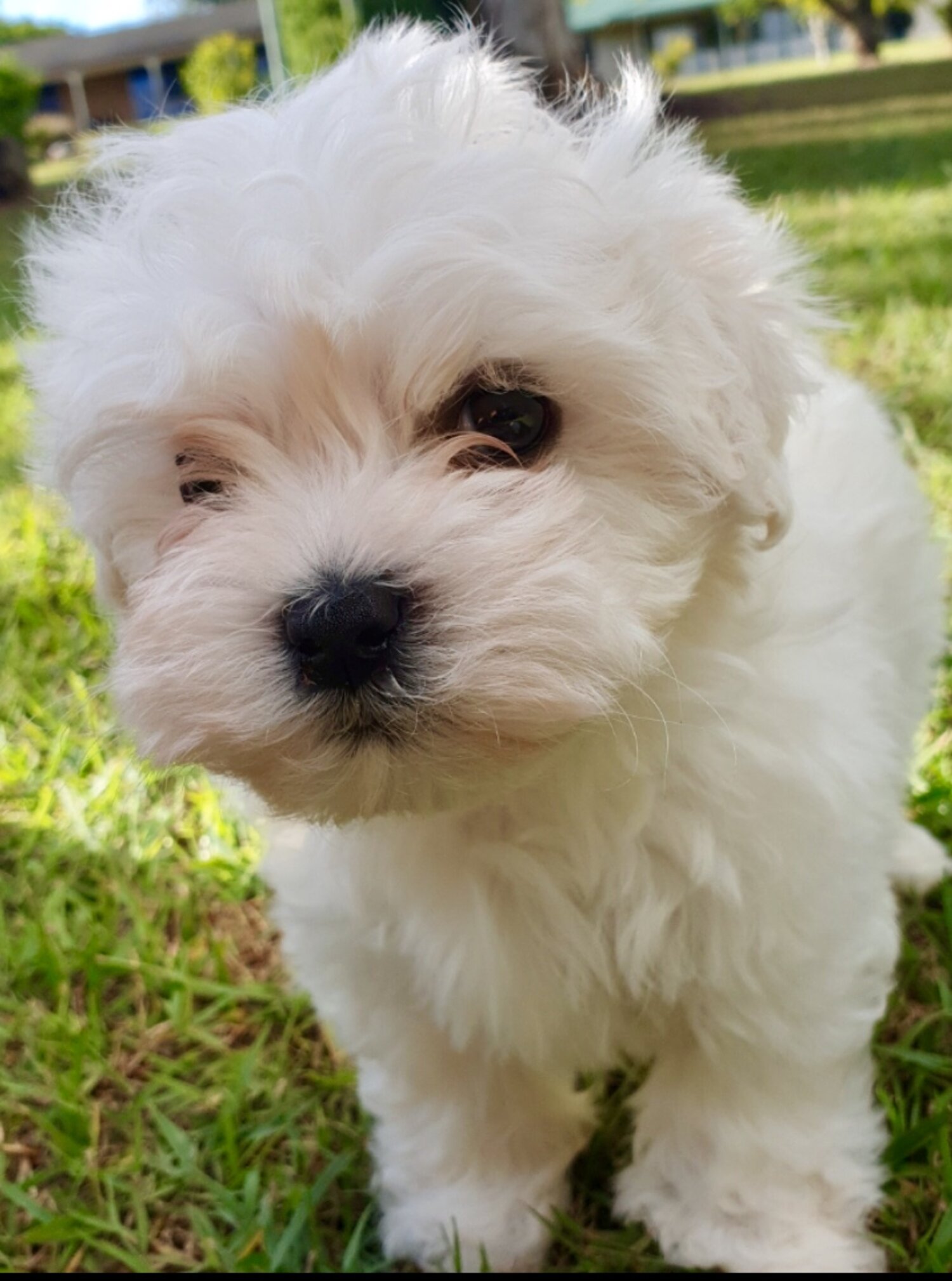 MALTESE/SHITZU PUPPIES