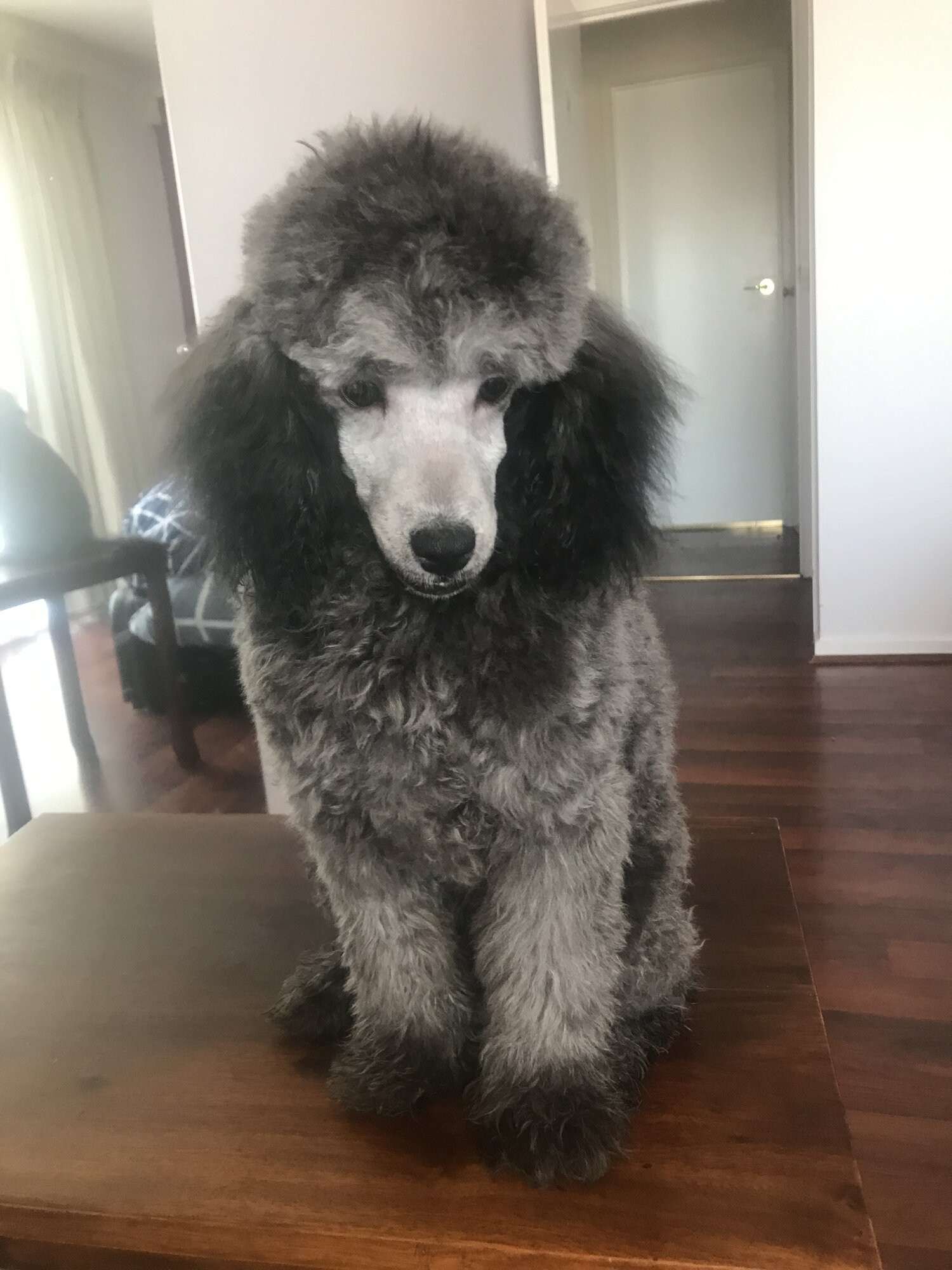 Silver Toy poodle looking for a new home