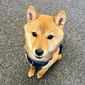 Shiba Inu(Mameshiba) for Sale -2