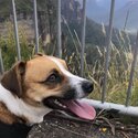 Home Wanted For Beautiful Dog-2