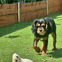 8 month old female Cavaleir King Charles -3