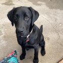 Lab pup for sale urgent !!-1