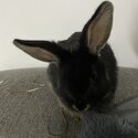 Rehoming Pip the bunny -1