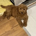 Golden Doodle 9 Week Old Puppy-2