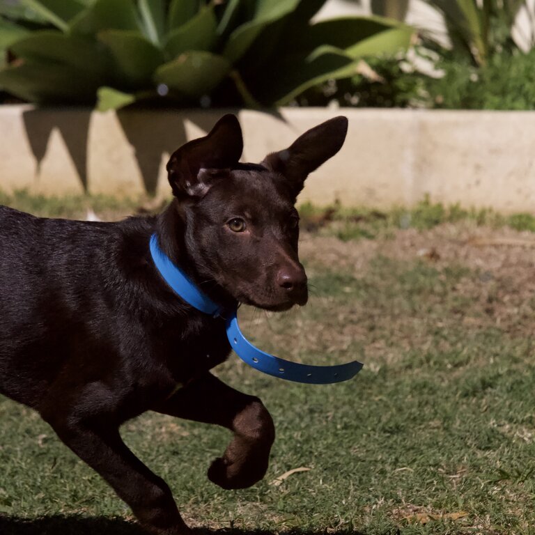 15 week old pure bred Australian kelpie