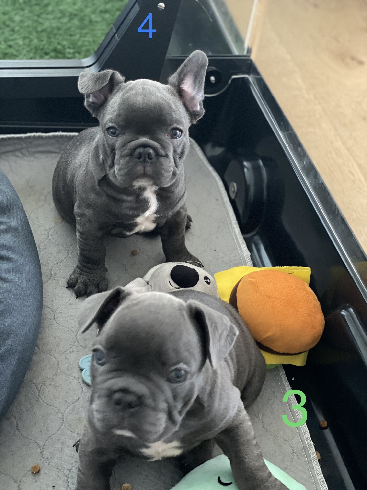 Pedigree French Bulldog with papers