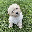 Cavoodle Puppy for sale-2