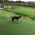 Kelpie free to good home.-2