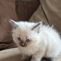 Purebred Ragdoll Kittens 2x seal point 2x blue point-3