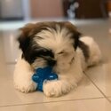 Cute Shih Tzu -1