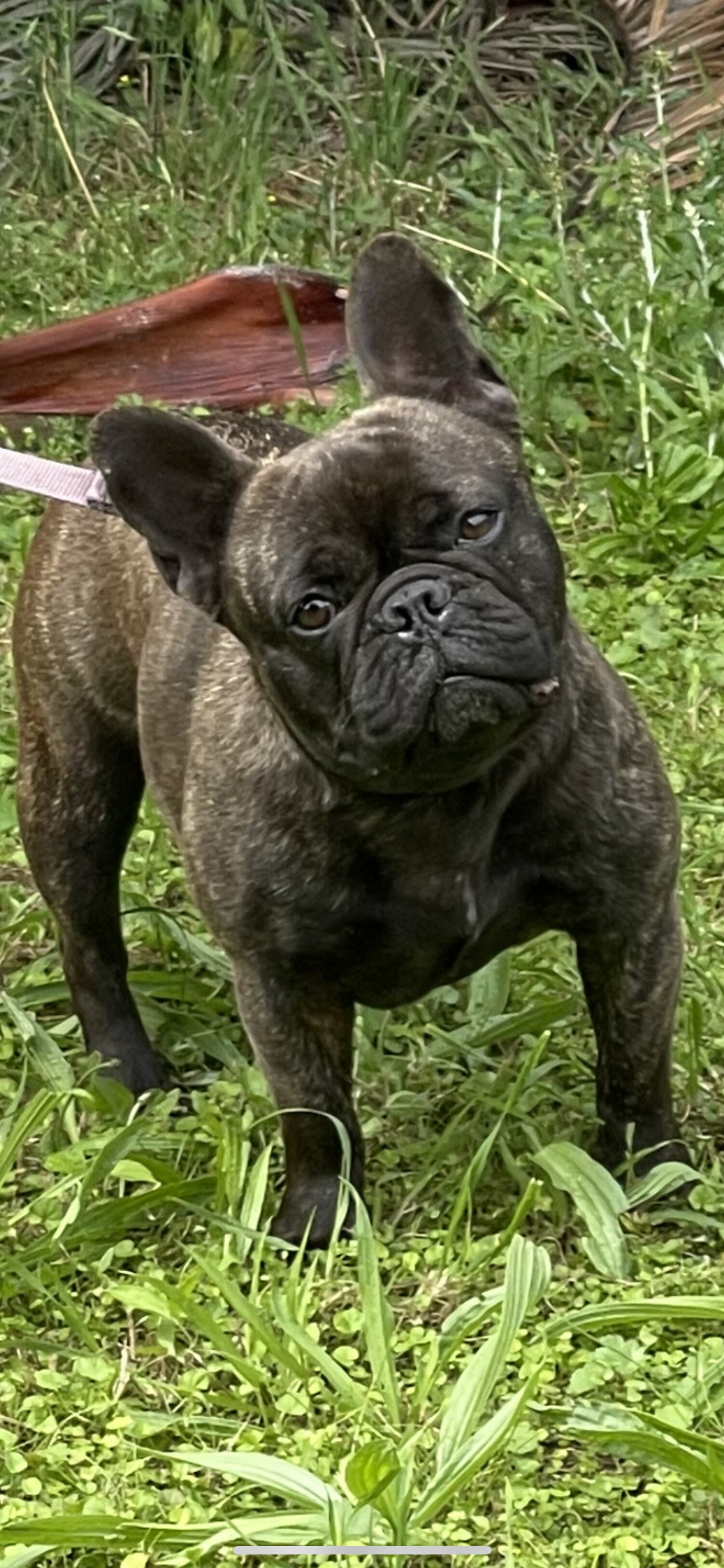 female-french-bulldog-purebred-20-months