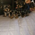 Yorkshire Terrier Puppies for sale-4