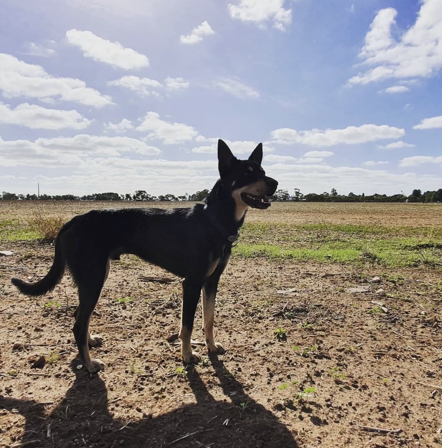 Pure bred black and tan kelpie