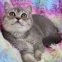 Registered purebred Scottish Fold and Shorthair kittens with pedigrees -0