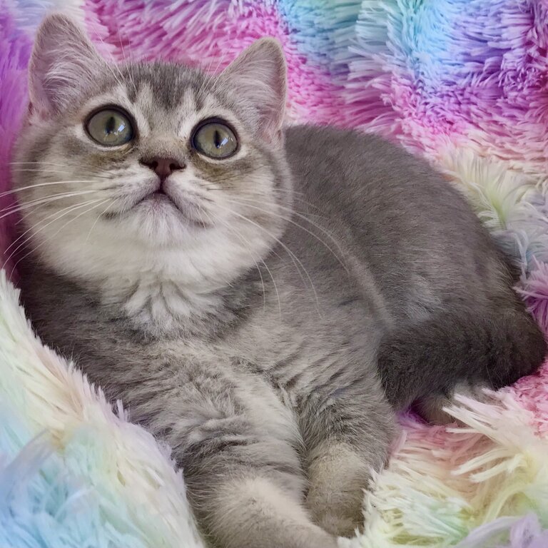 Registered purebred Scottish Fold and Shorthair kittens with pedigrees 