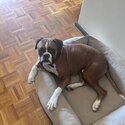 2 year old Pure Bred Boxer Dog-1