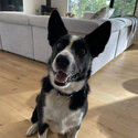 Loving Border Collie/Kelpie looking for new home -0