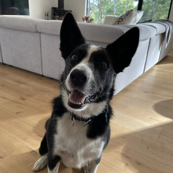 Loving Border Collie/Kelpie looking for new home 