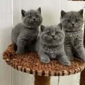 British Shorthair kittens for sale-1