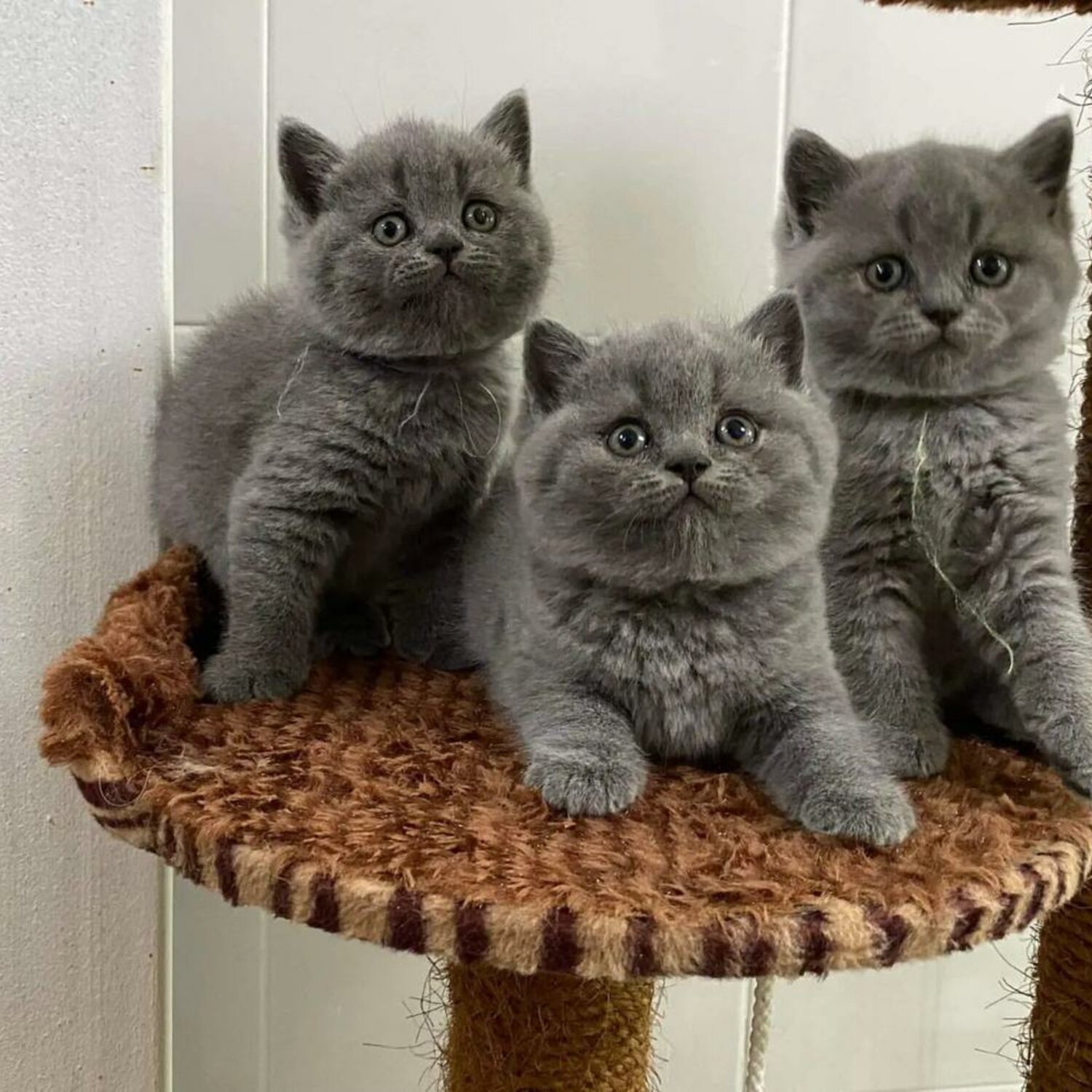 British Shorthair kittens for sale