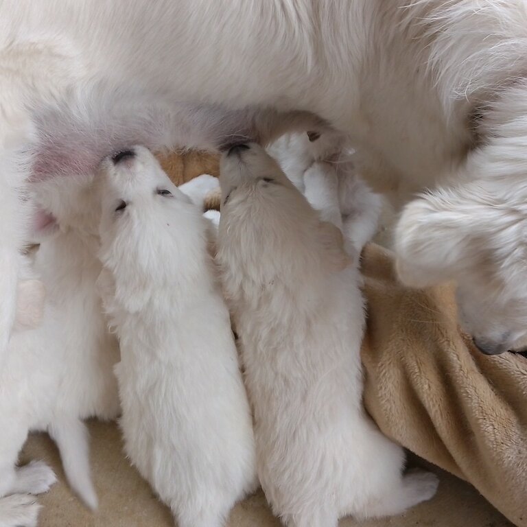 Maremma Lifestock Guardian Dog  puppies