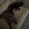 2 Beautiful Black Male cats-3