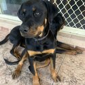 Beautiful Rottweiler for sale -0