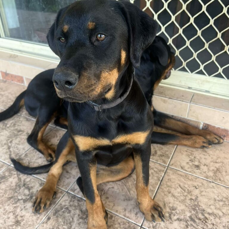 Beautiful Rottweiler for sale 