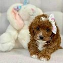 Cavoodles Adult and Puppies males and female-1