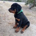 Purebred Rottweiler pups-1