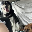 Labrador x Husky looking for a new home-3