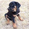 Purebred Rottweiler pups-4