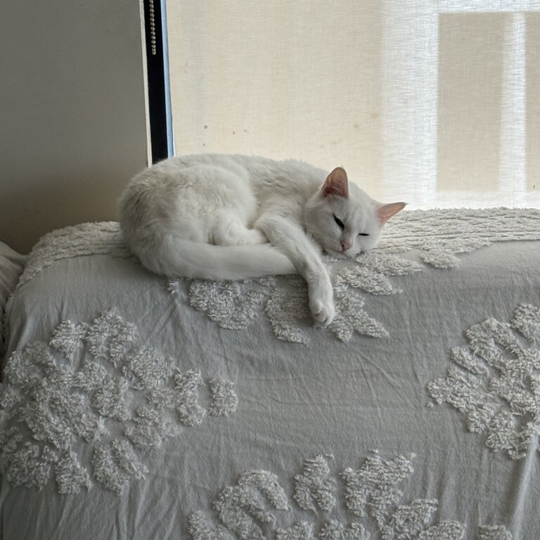 SNOW - small white cat