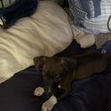 Staffy pup for sale -1