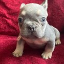 Healthy French Bulldog Puppies For Sale -2