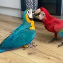 macaws hand reared and cuddly-1