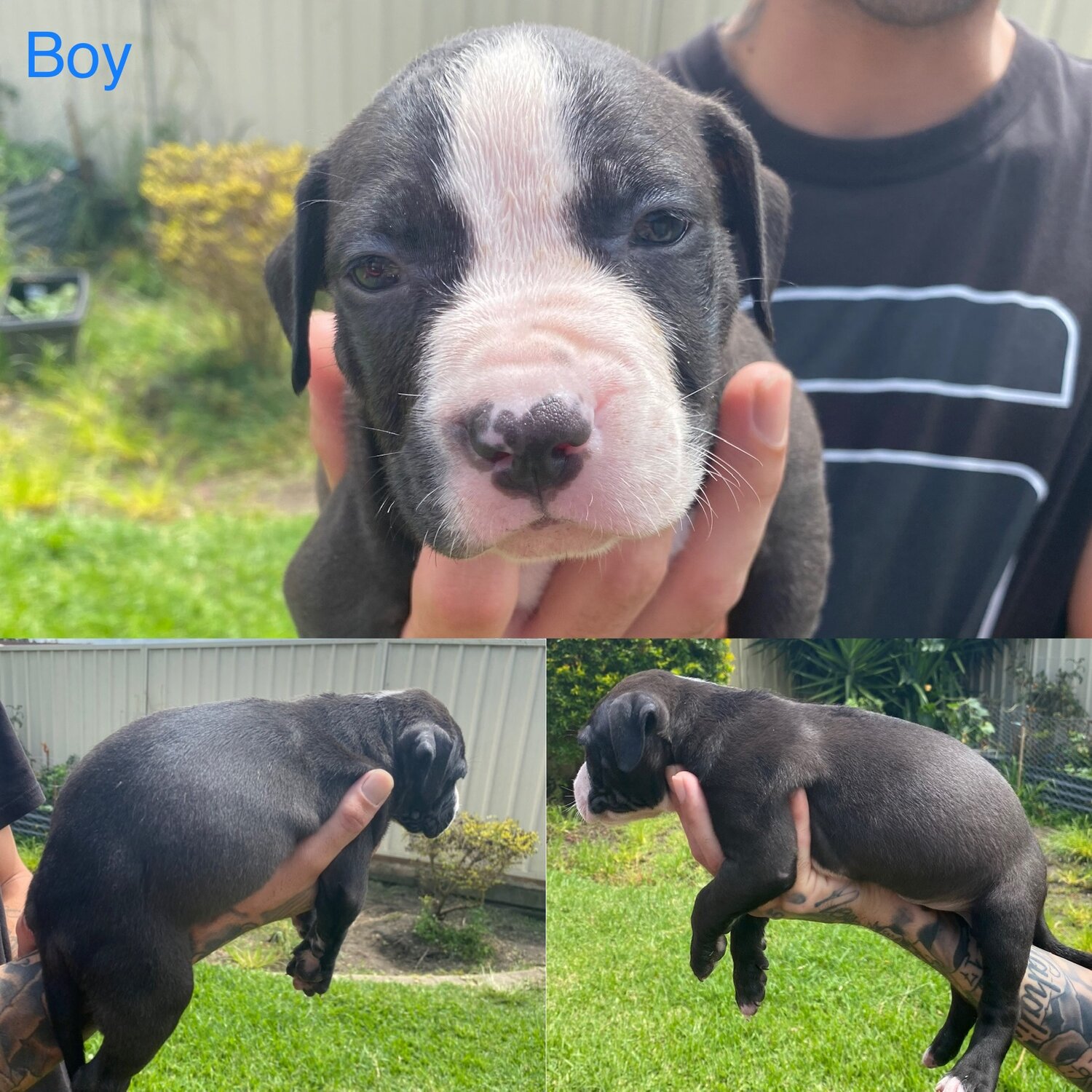 American Staffy Pups For Sale