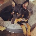 Rehome-Australian Kelpie-3