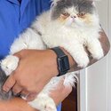 Charming and Gentle PURE BREED Persian Cat-4