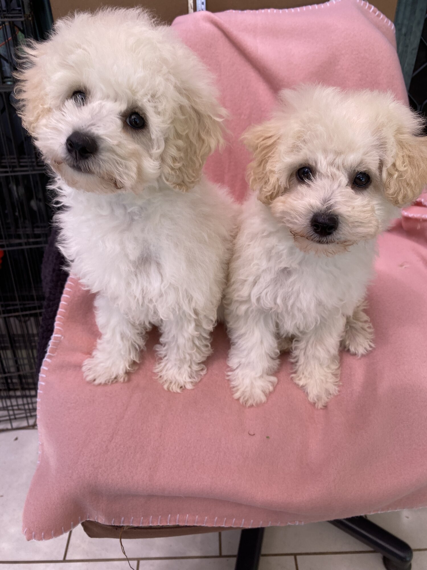 pure teacup poodle puppy home