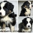 Australian Shepherd Purebred Puppies-3