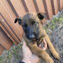 belgian malinois puppies -1