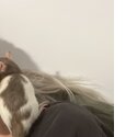 Female rats -2